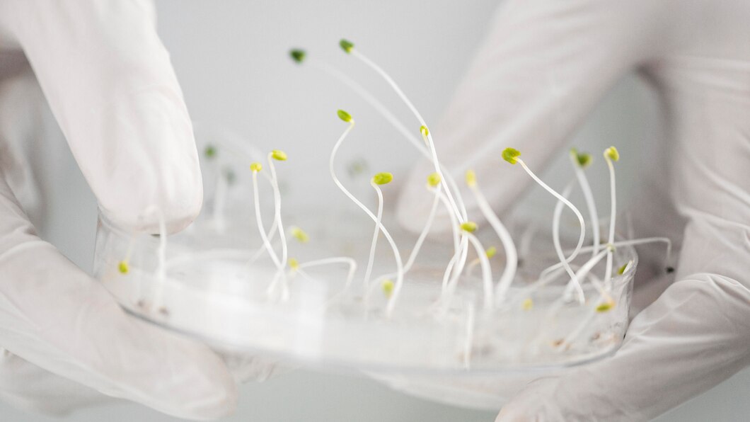 Czy terapia za pomocą substancji pochodzących z roślin może zmienić przyszłość medycyny onkologicznej?